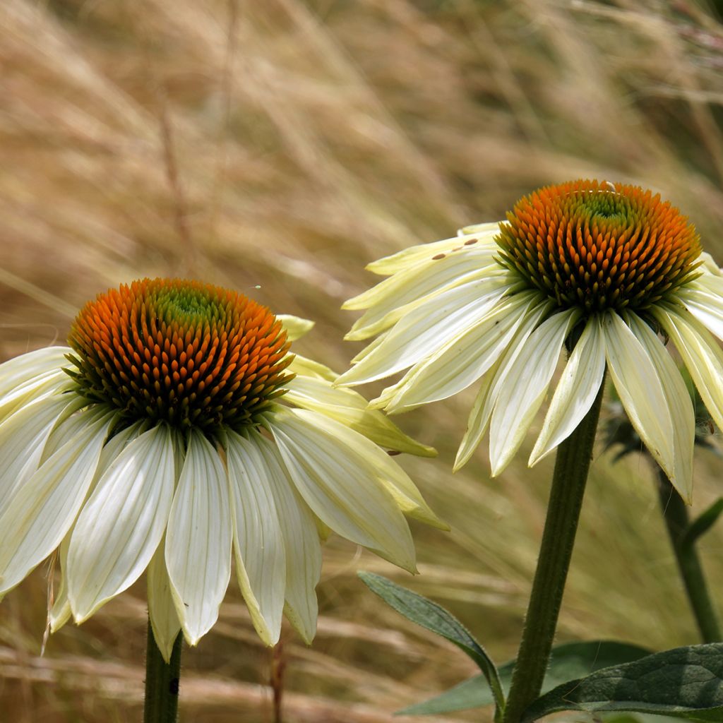 Kaunopunahattu Alba