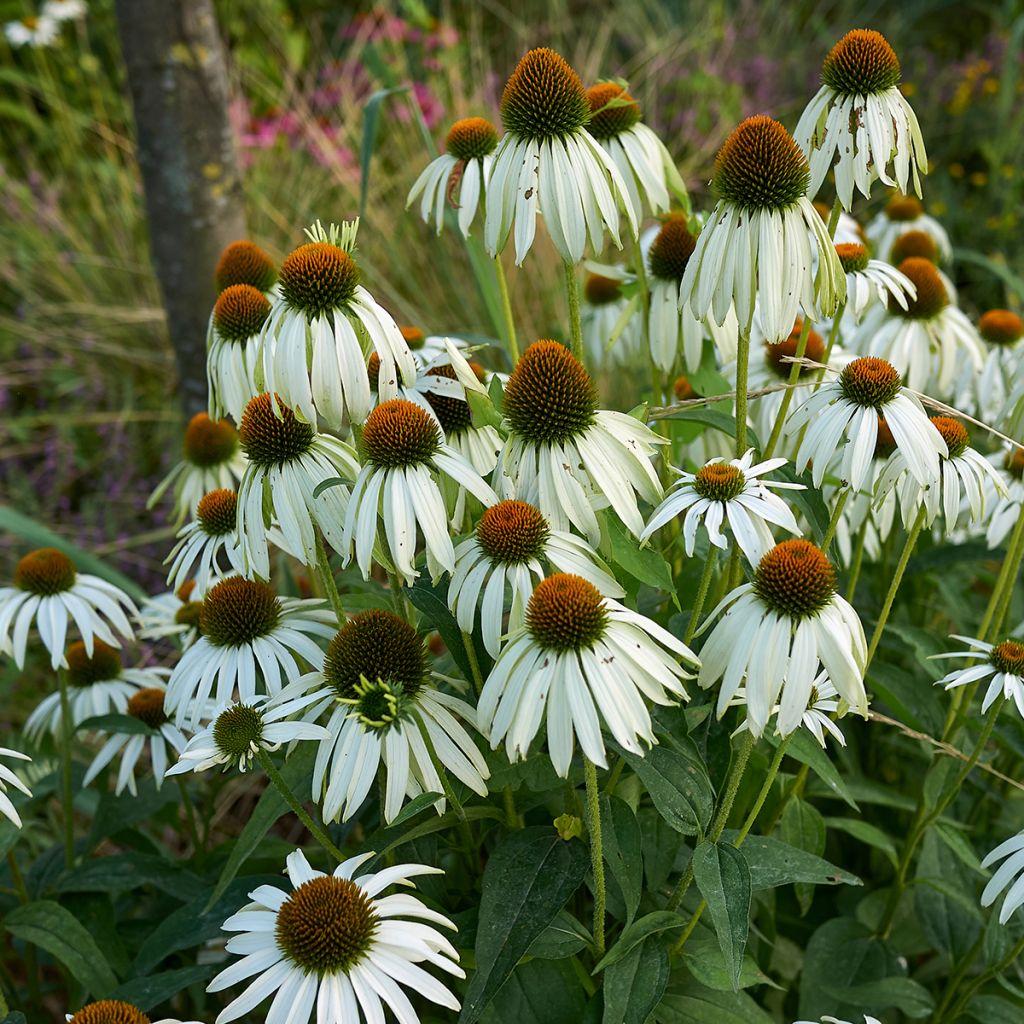 Kaunopunahattu Alba