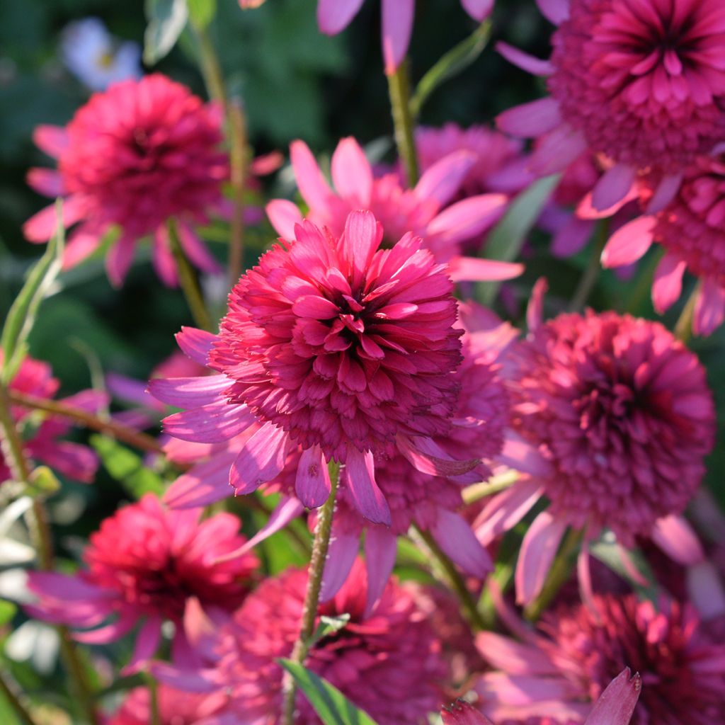 Kaunopunahattu Pink Double Delight