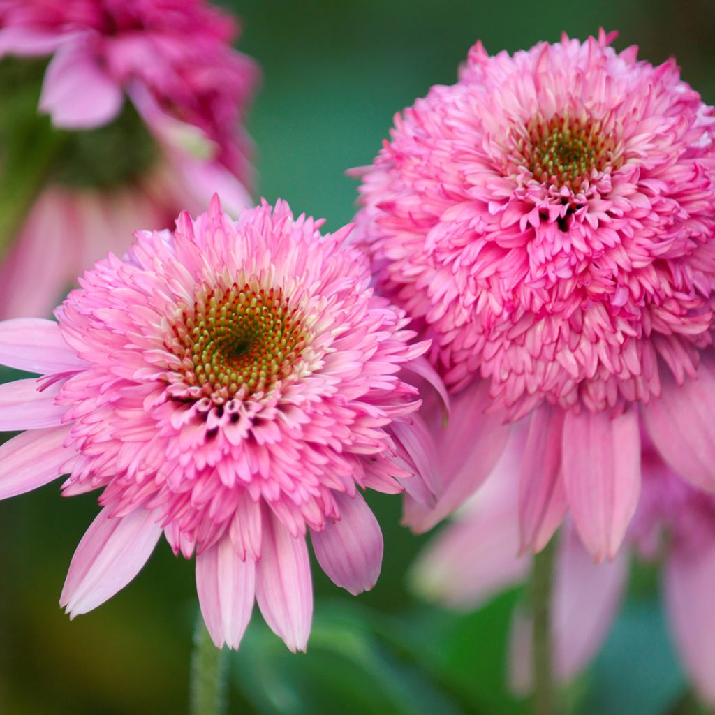 Kaunopunahattu Pink Double Delight