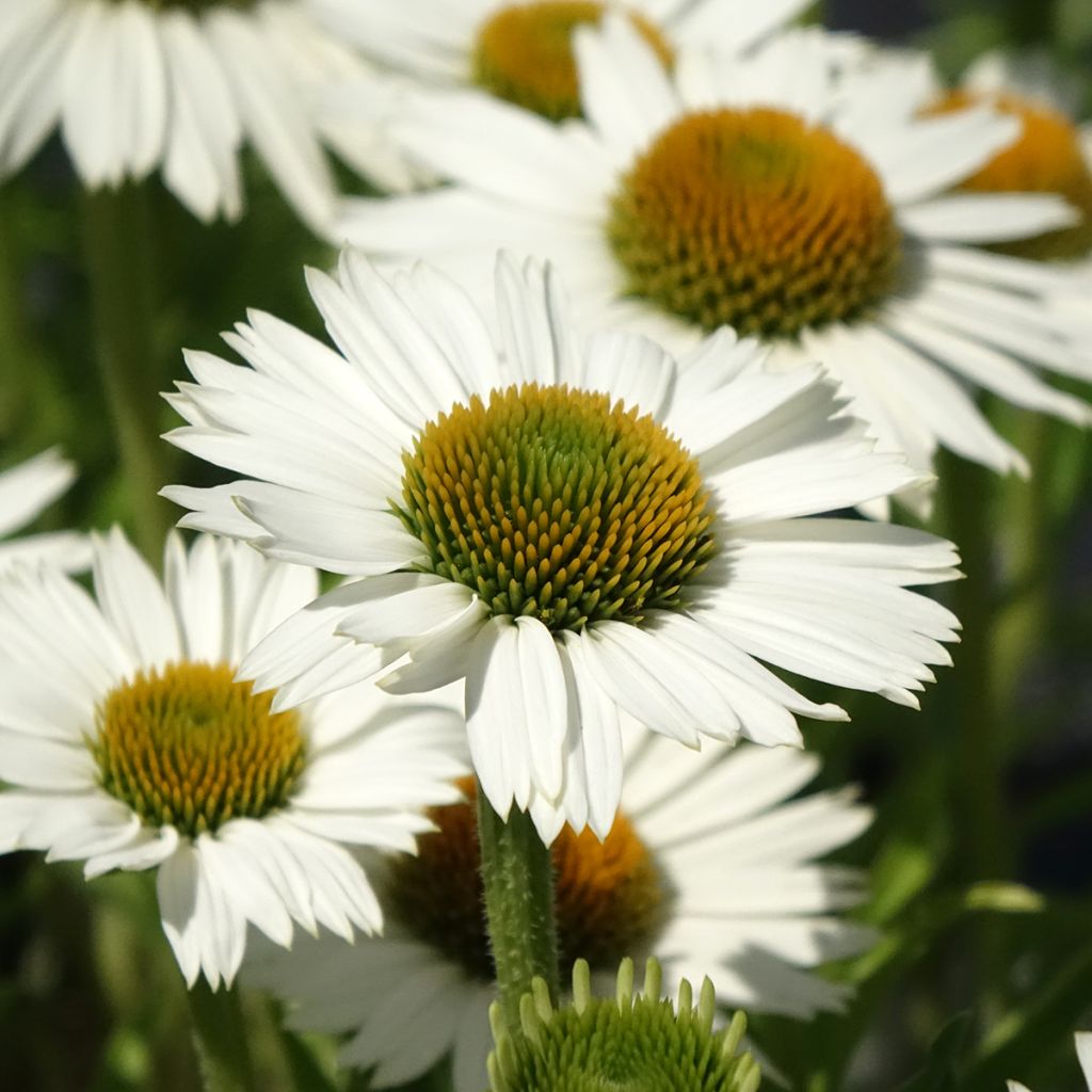 Kaunopunahattu White Meditation