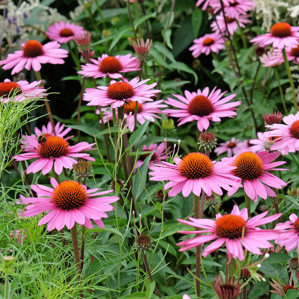 Kaunopunahattu luomu (siemenet) - Echinacea purpurea