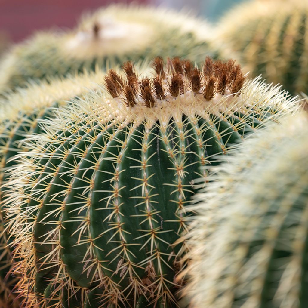 Kultasiilikaktus - Echinocactus grusonii