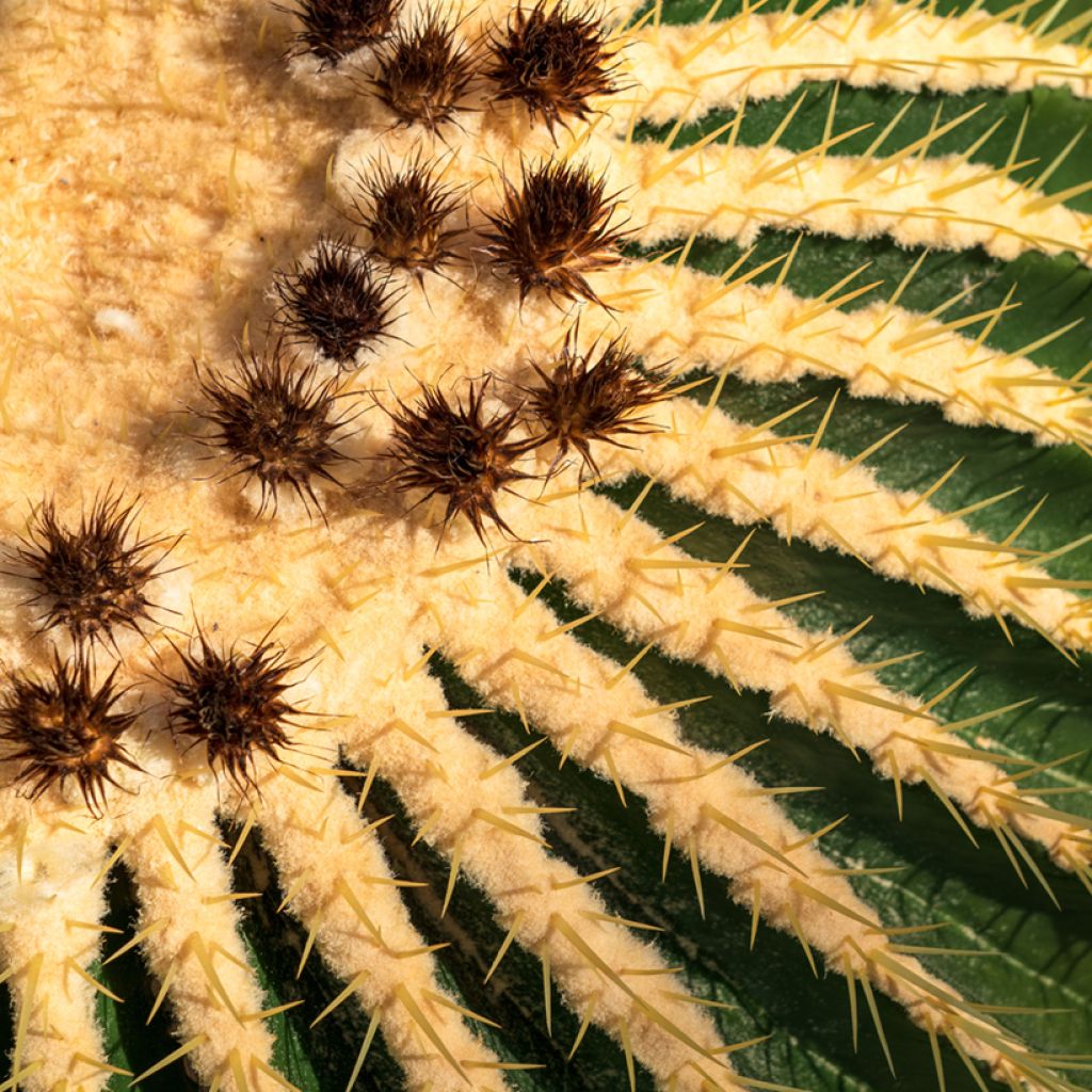 Kultasiilikaktus - Echinocactus grusonii