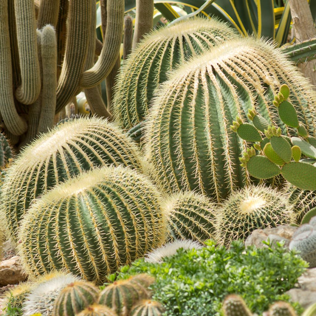 Kultasiilikaktus - Echinocactus grusonii
