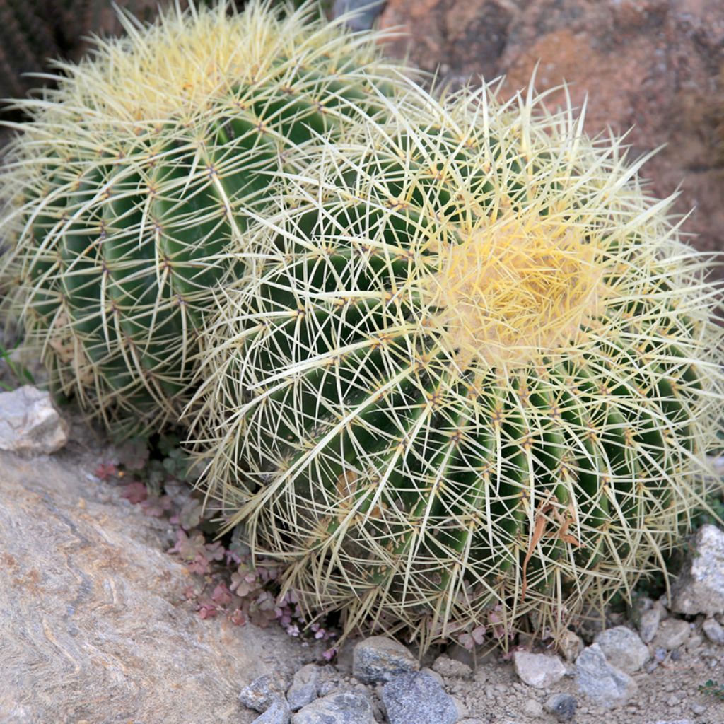 Kultasiilikaktus - Echinocactus grusonii