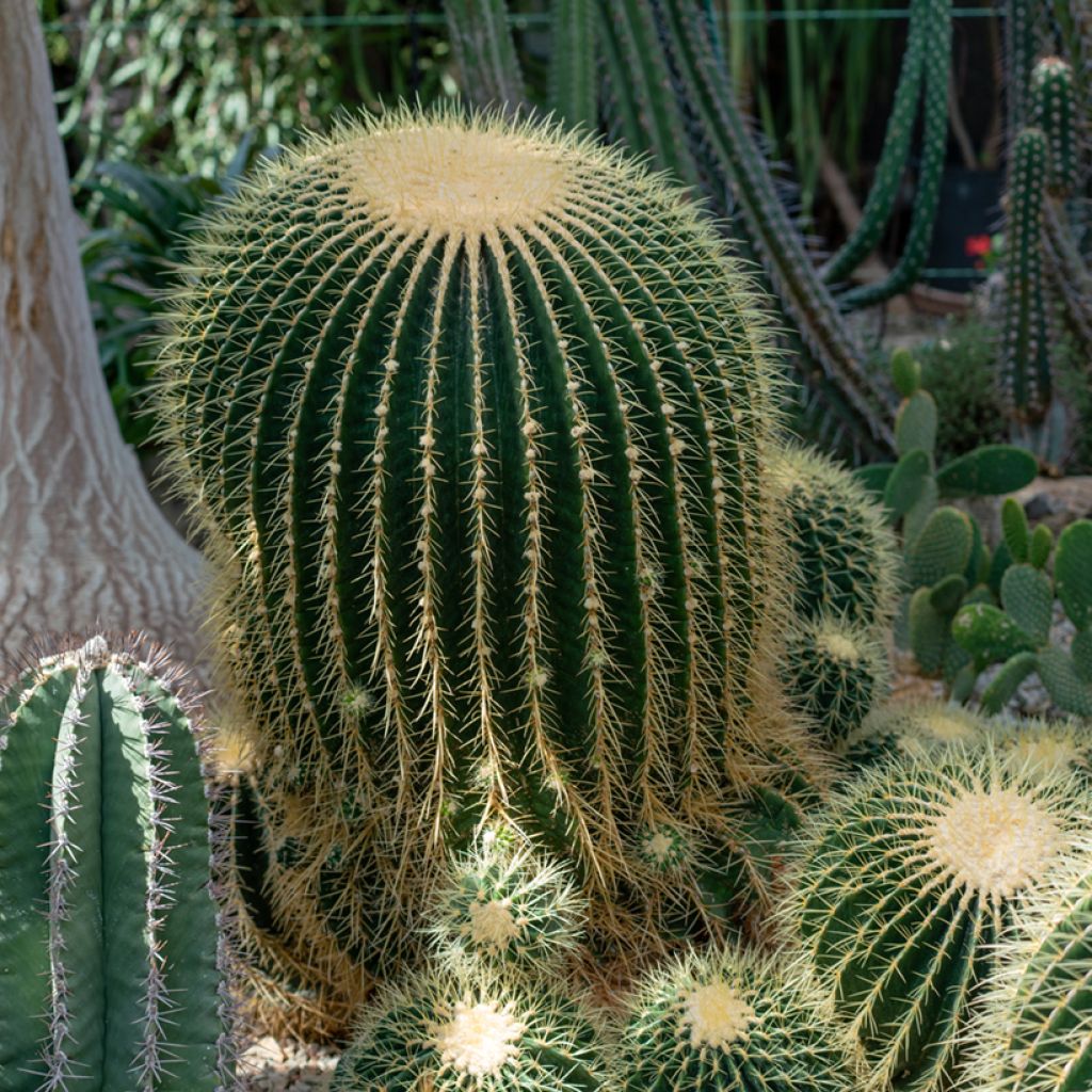 Kultasiilikaktus - Echinocactus grusonii