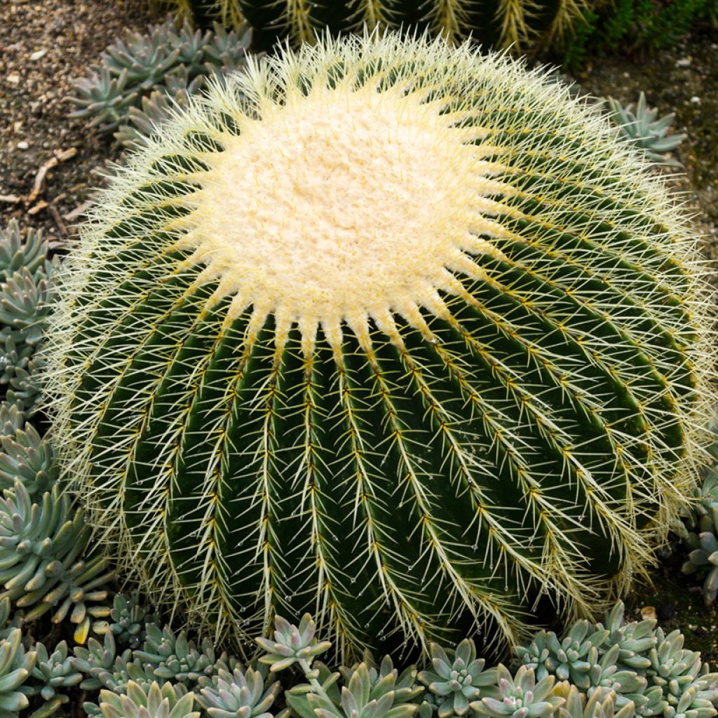 Kultasiilikaktus - Echinocactus grusonii