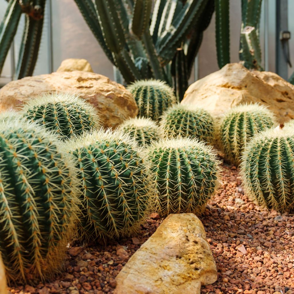 Kultasiilikaktus - Echinocactus grusonii