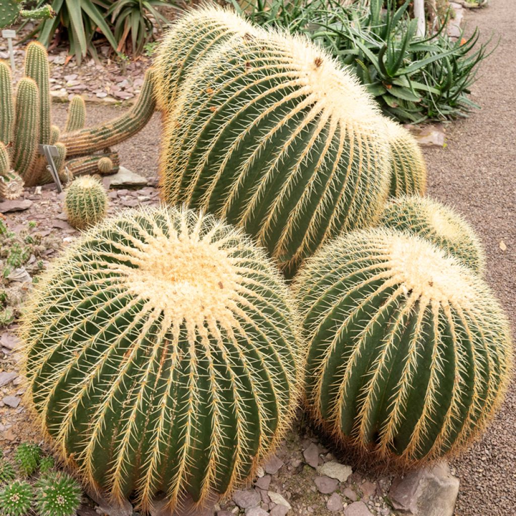 Kultasiilikaktus - Echinocactus grusonii