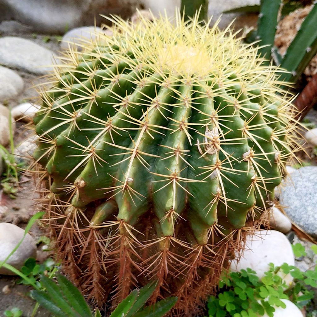 Kultasiilikaktus - Echinocactus grusonii