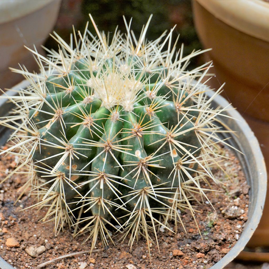 Kultasiilikaktus - Echinocactus grusonii
