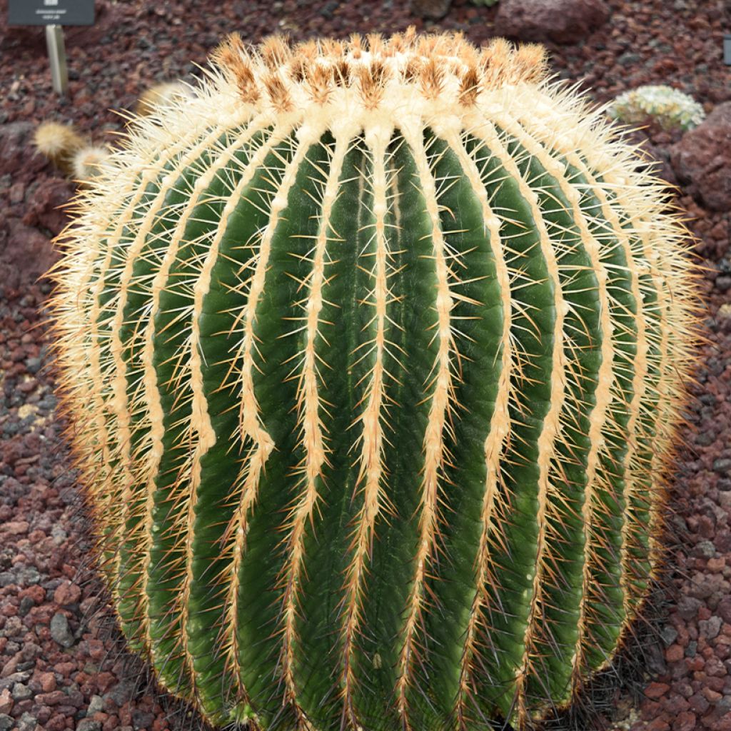Kultasiilikaktus - Echinocactus grusonii var. albispinus