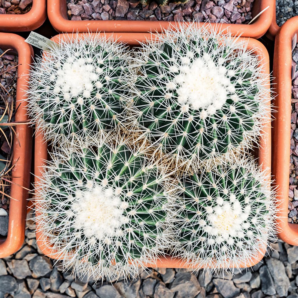 Kultasiilikaktus - Echinocactus grusonii var. albispinus
