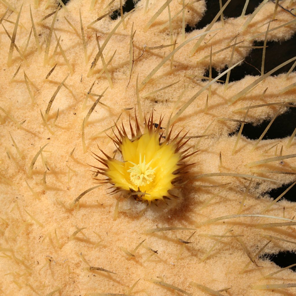 Siilikaktus - Echinocactus grusonii var. brevispinus