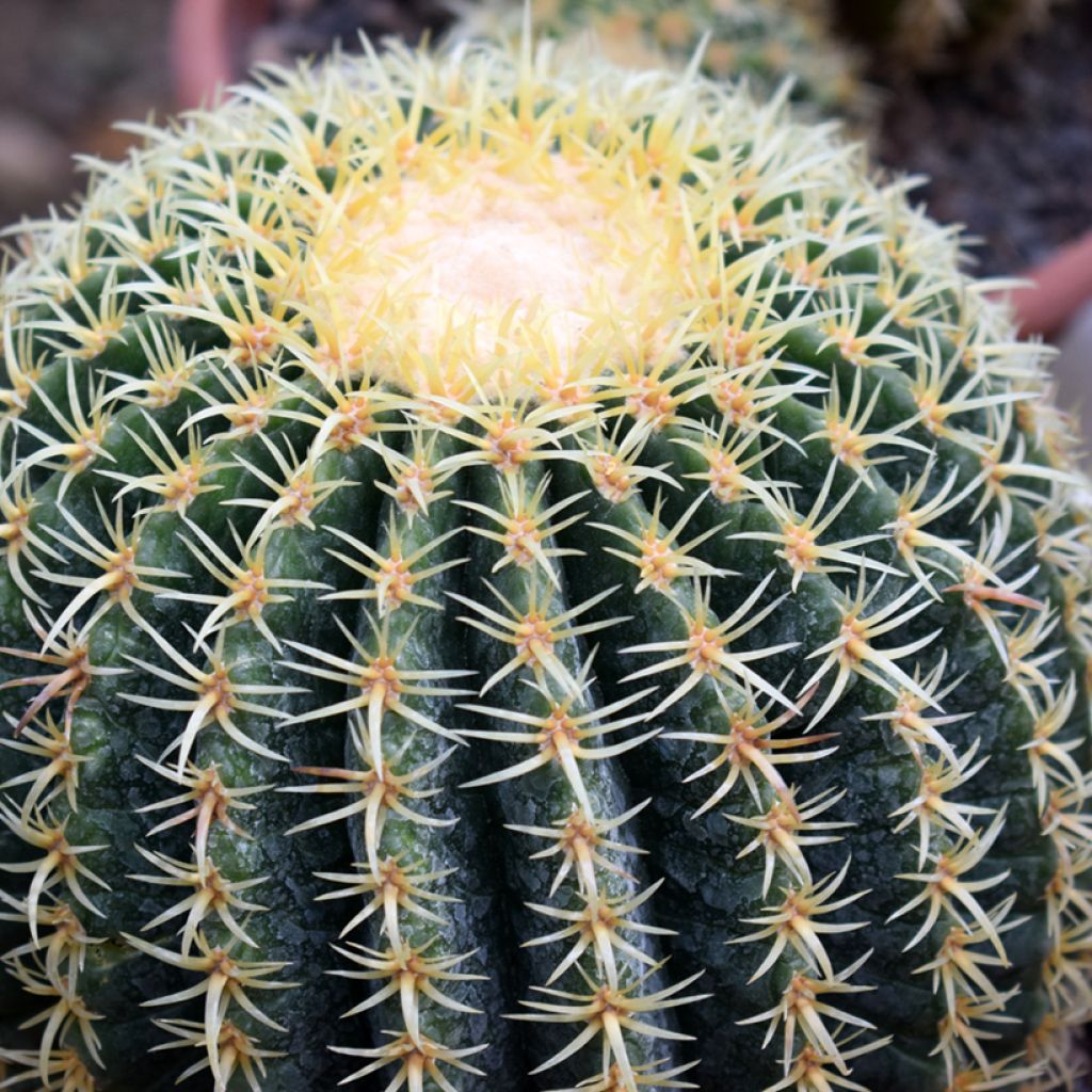Siilikaktus - Echinocactus grusonii var. brevispinus