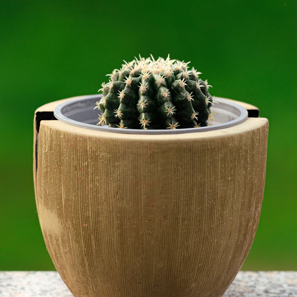 Siilikaktus - Echinocactus grusonii var. brevispinus