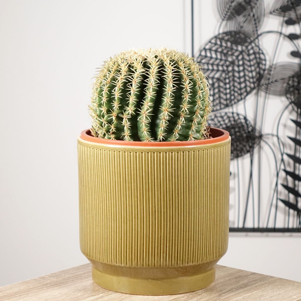 Siilikaktus - Echinocactus grusonii var. brevispinus