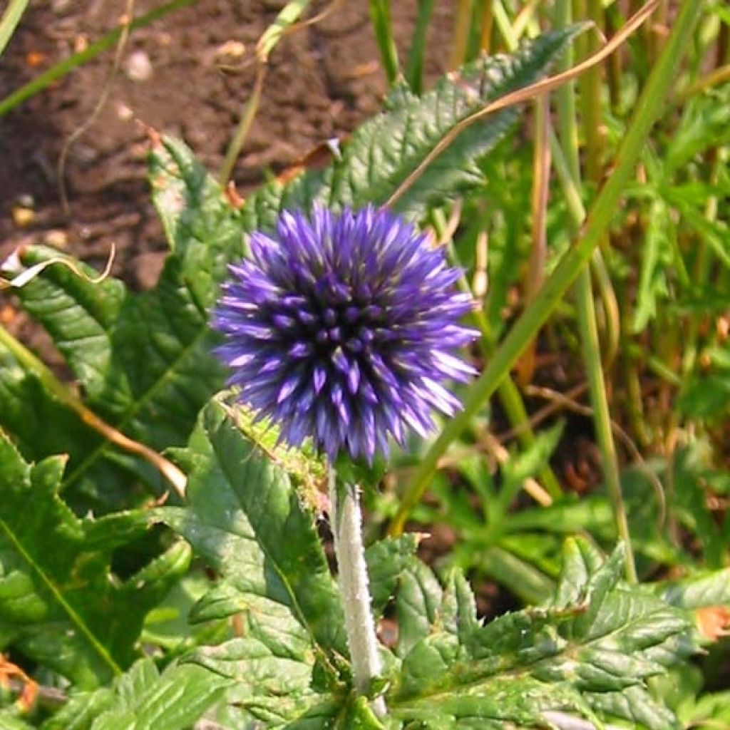 Otapallo-ohdake - Echinops ritro