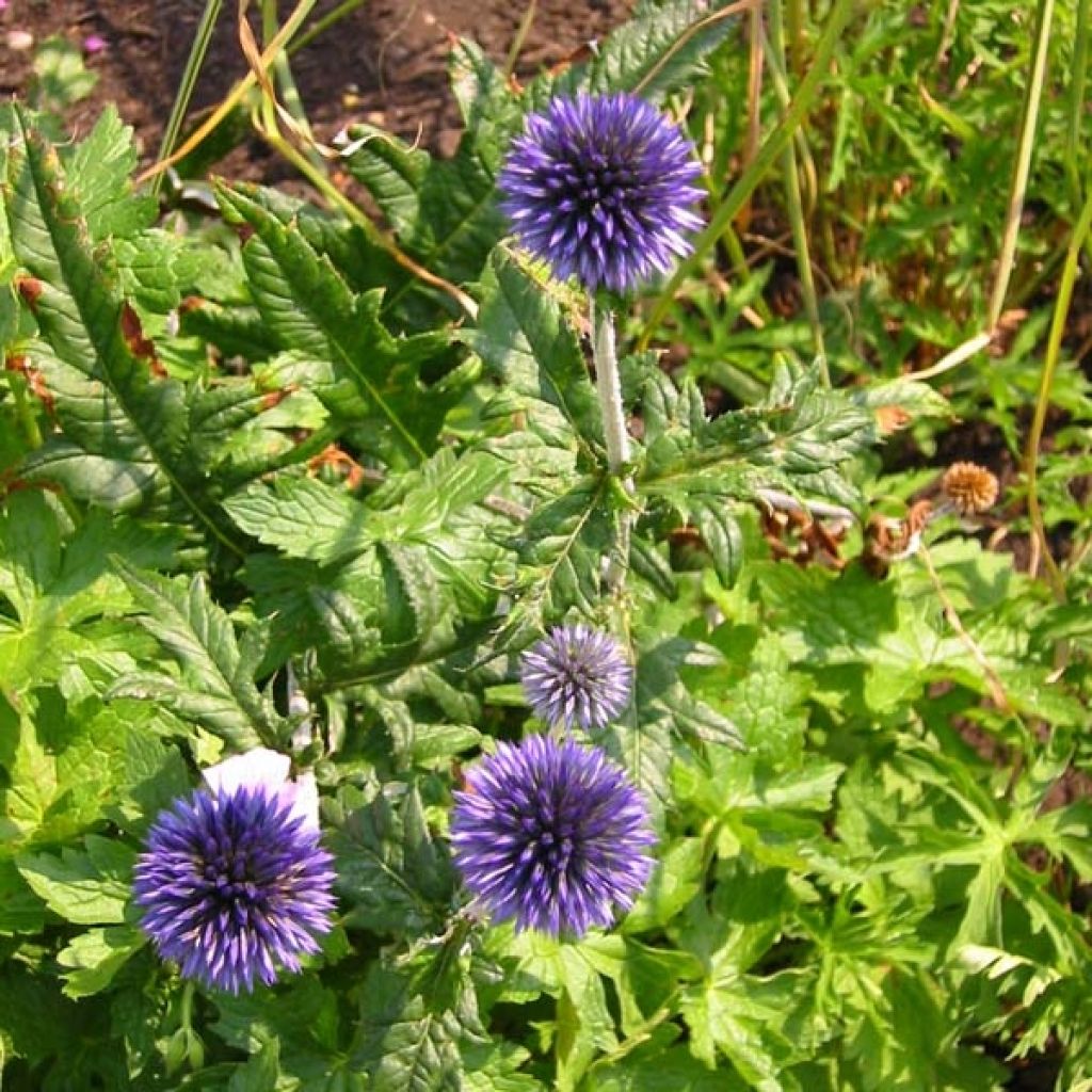 Otapallo-ohdake - Echinops ritro