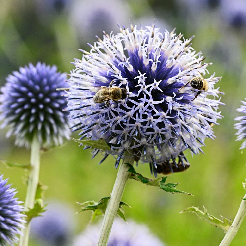 Valkopallo-ohdake - Echinops sphaerocephalus