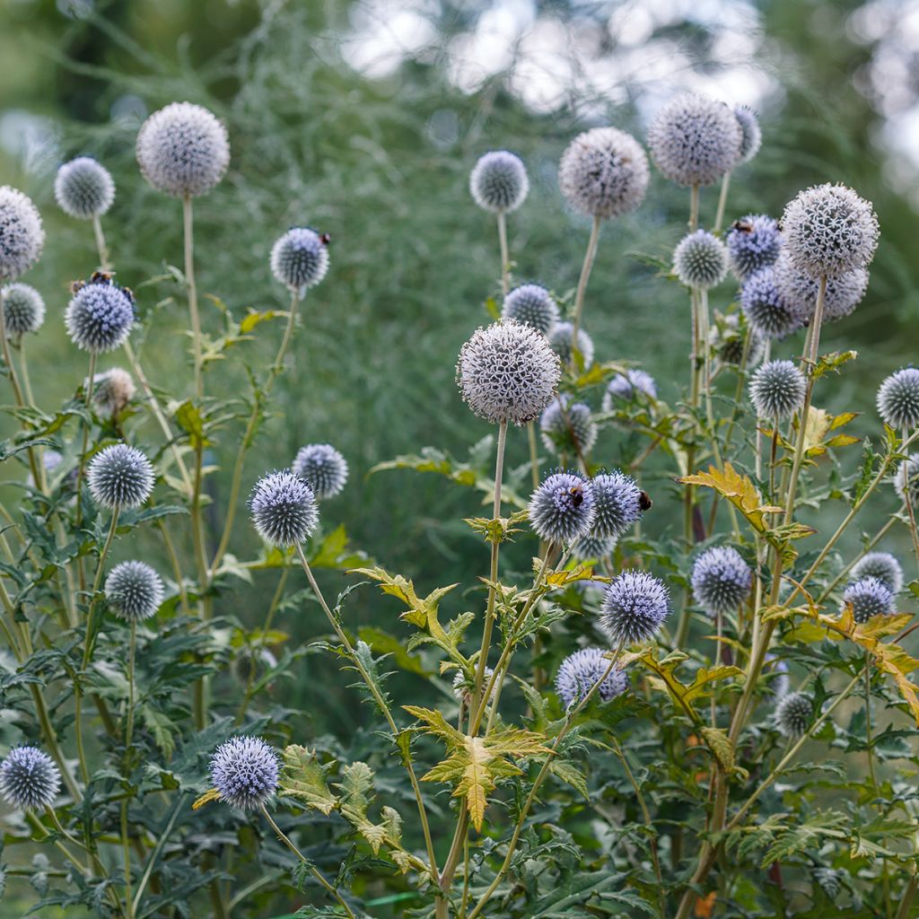 Valkopallo-ohdake - Echinops sphaerocephalus
