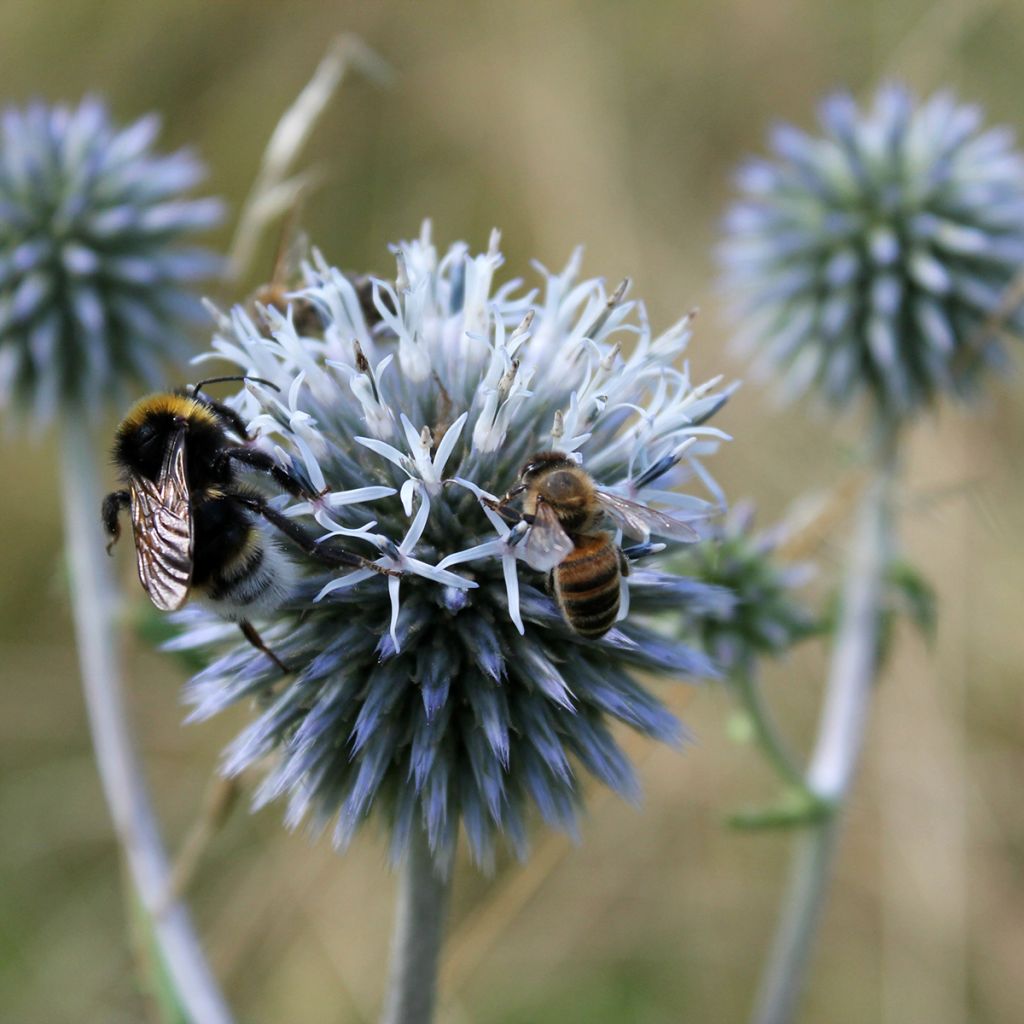 Valkopallo-ohdake - Echinops sphaerocephalus