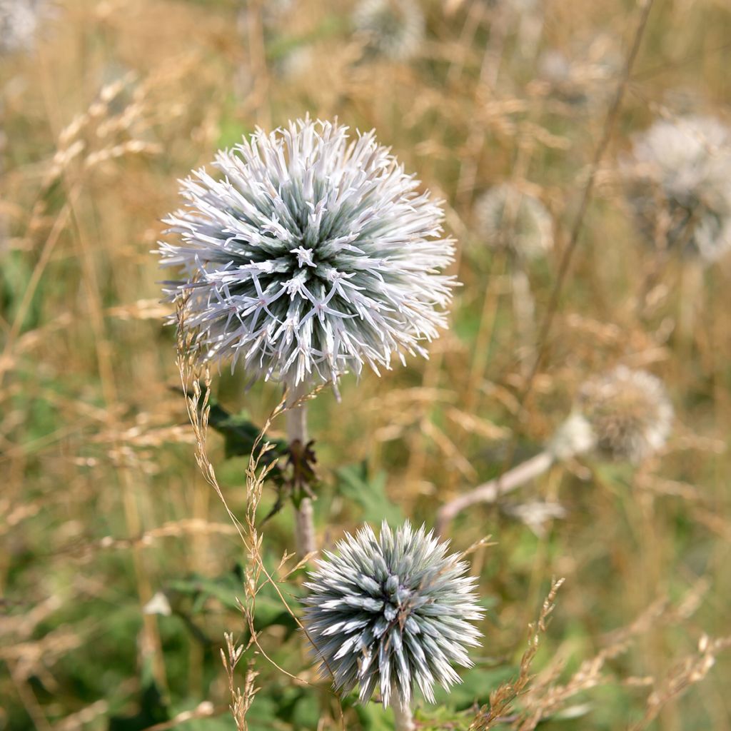 Valkopallo-ohdake - Echinops sphaerocephalus