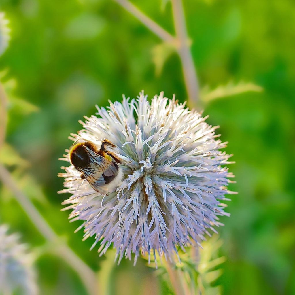 Valkopallo-ohdake - Echinops sphaerocephalus