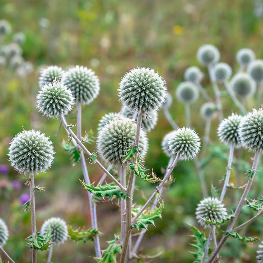 Valkopallo-ohdake - Echinops sphaerocephalus