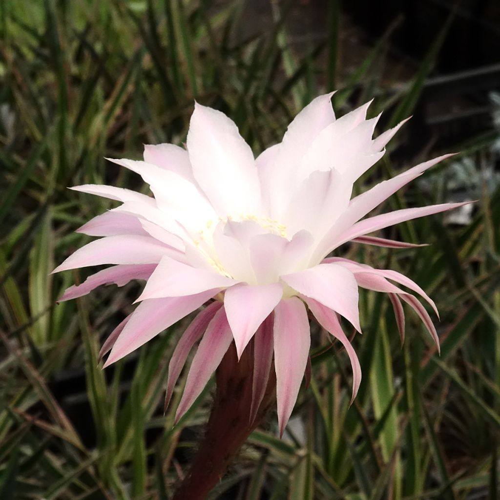 Pallokaktus - Echinopsis multiplex