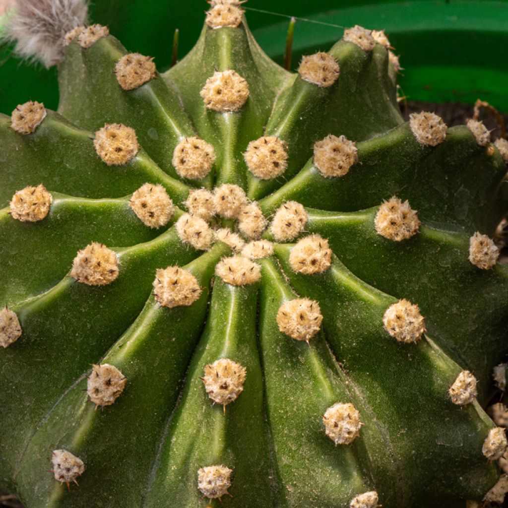 Pallokaktus - Echinopsis multiplex