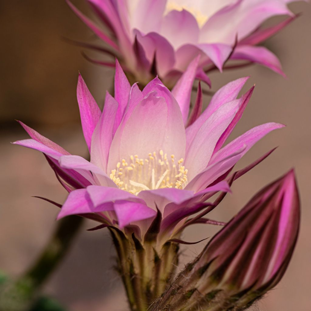 Pallokaktus - Echinopsis multiplex