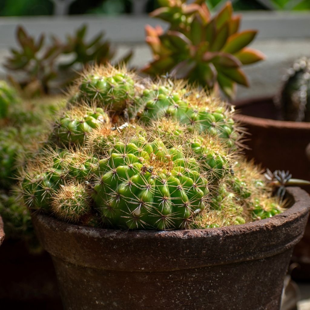 Pallokaktus - Echinopsis multiplex