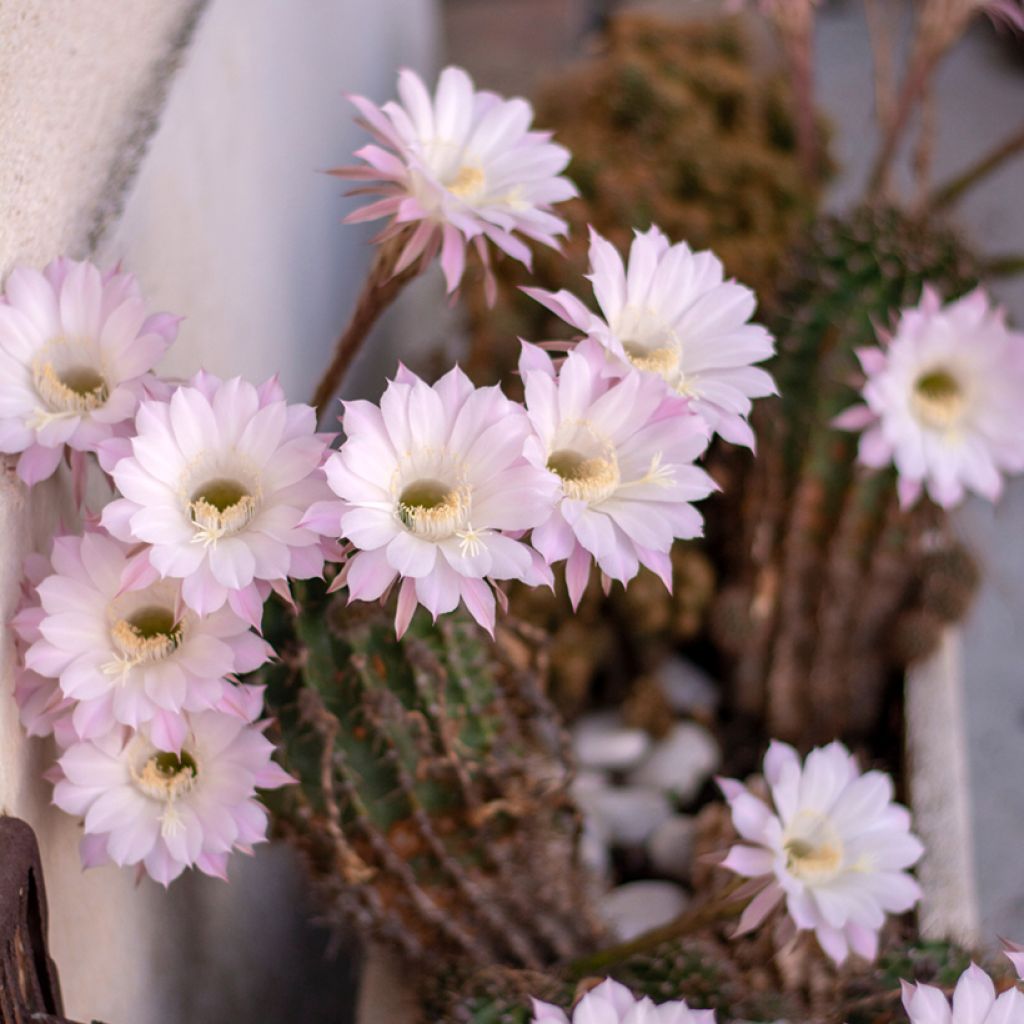 Pallokaktus - Echinopsis multiplex