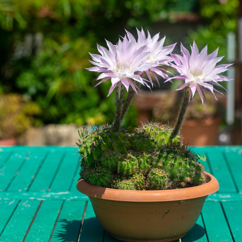 Pallokaktus - Echinopsis multiplex