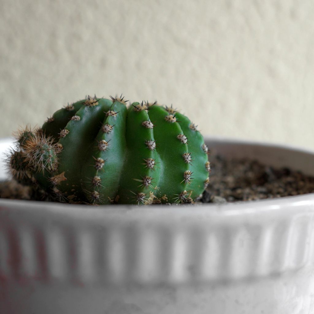 Pallokaktus - Echinopsis multiplex