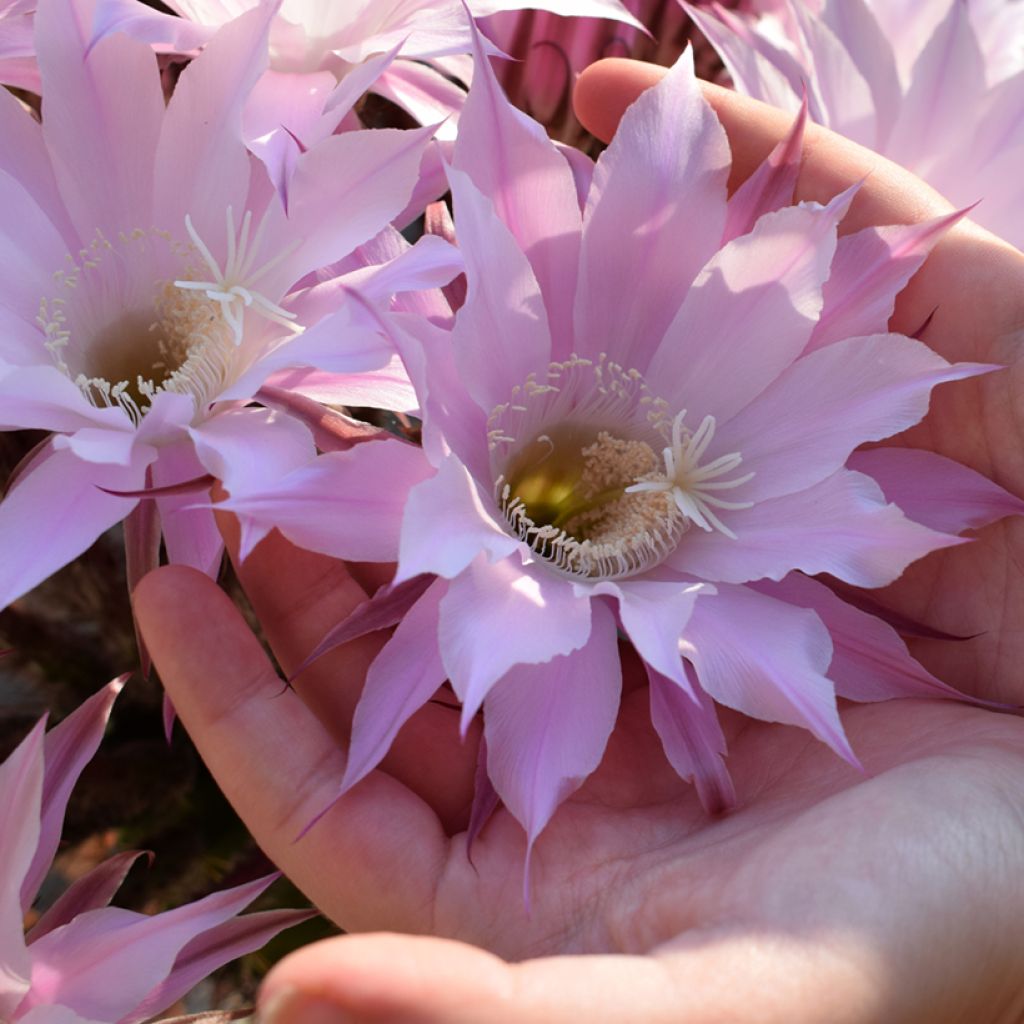 Pallokaktus - Echinopsis multiplex