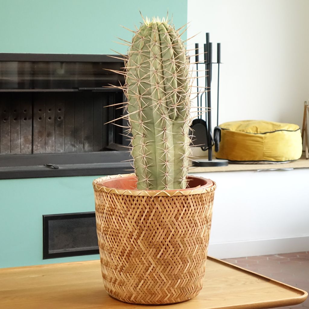 Pallokaktus - Echinopsis atacamensis subsp. pasacana