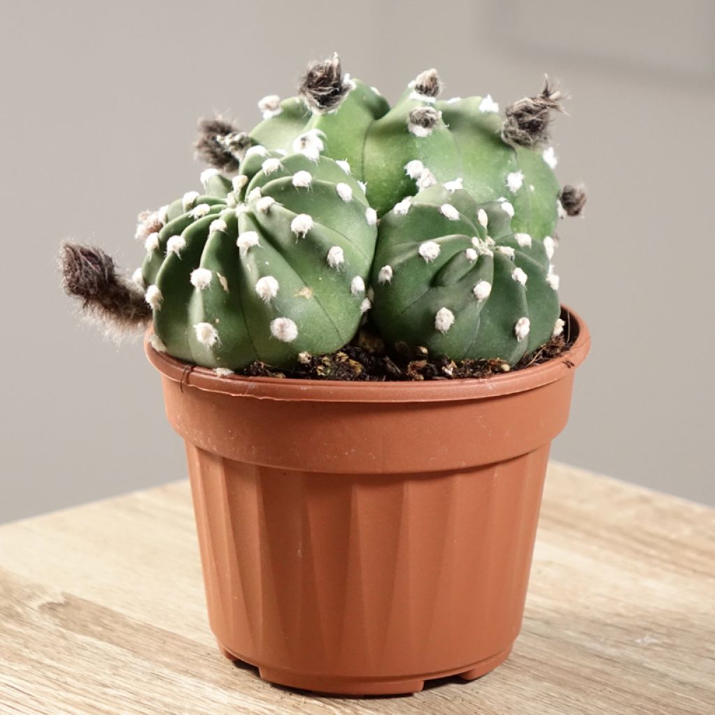 Pallokaktus - Echinopsis subdenudata