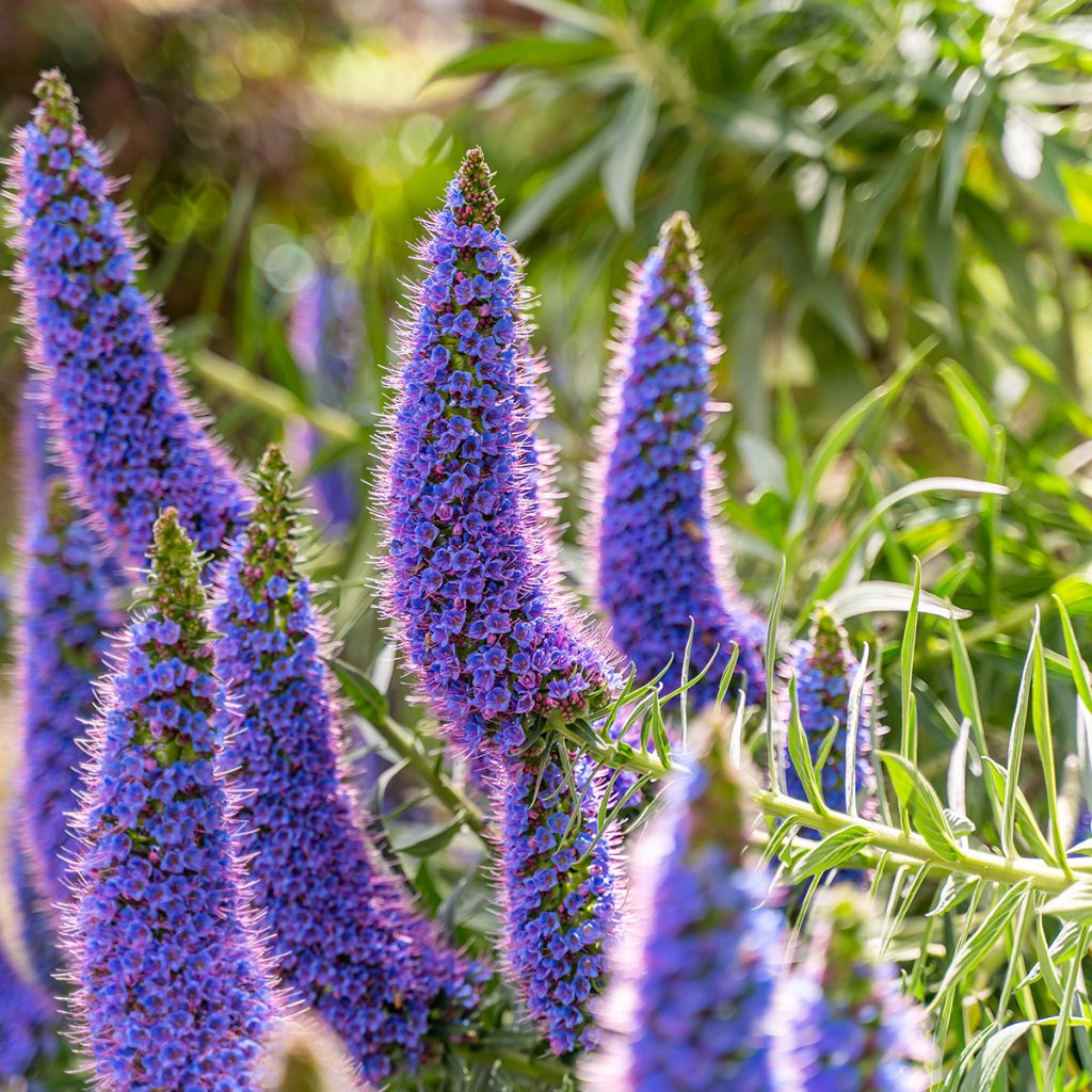 Harmaaneidonkieli - Echium candicans