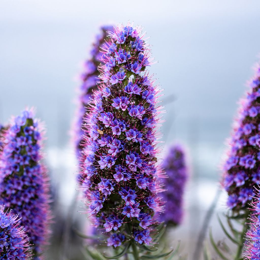 Harmaaneidonkieli - Echium candicans