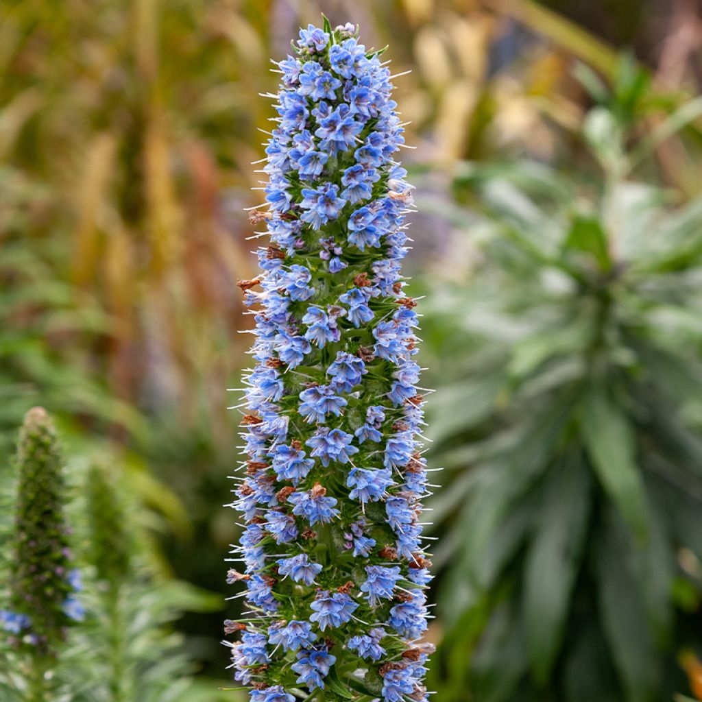 Harmaaneidonkieli - Echium candicans