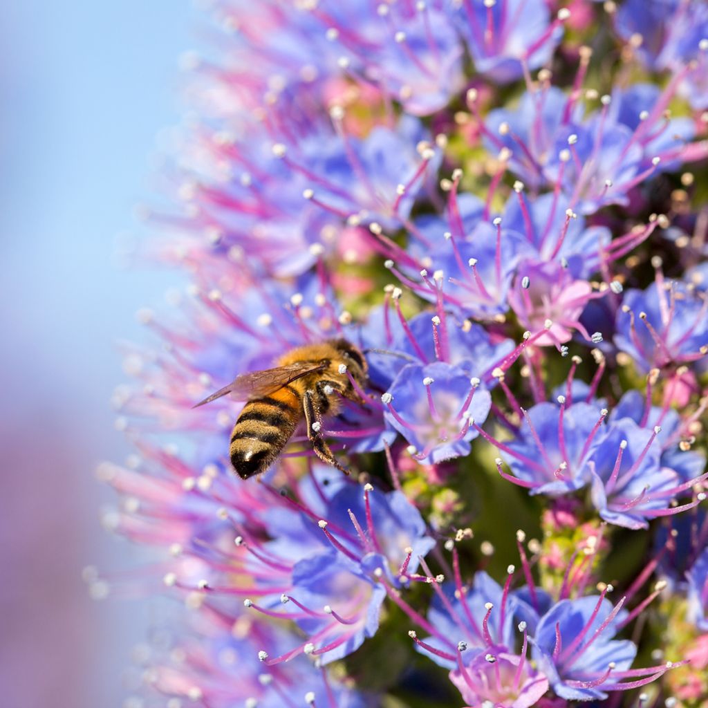 Harmaaneidonkieli - Echium candicans