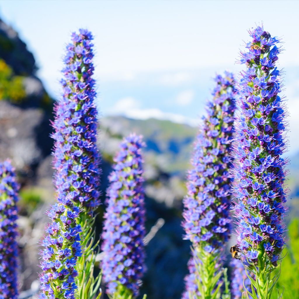 Harmaaneidonkieli - Echium candicans