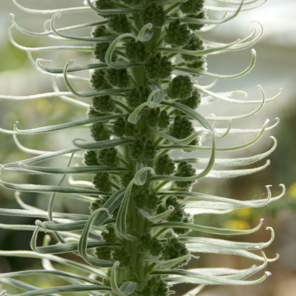 Harmaaneidonkieli - Echium candicans
