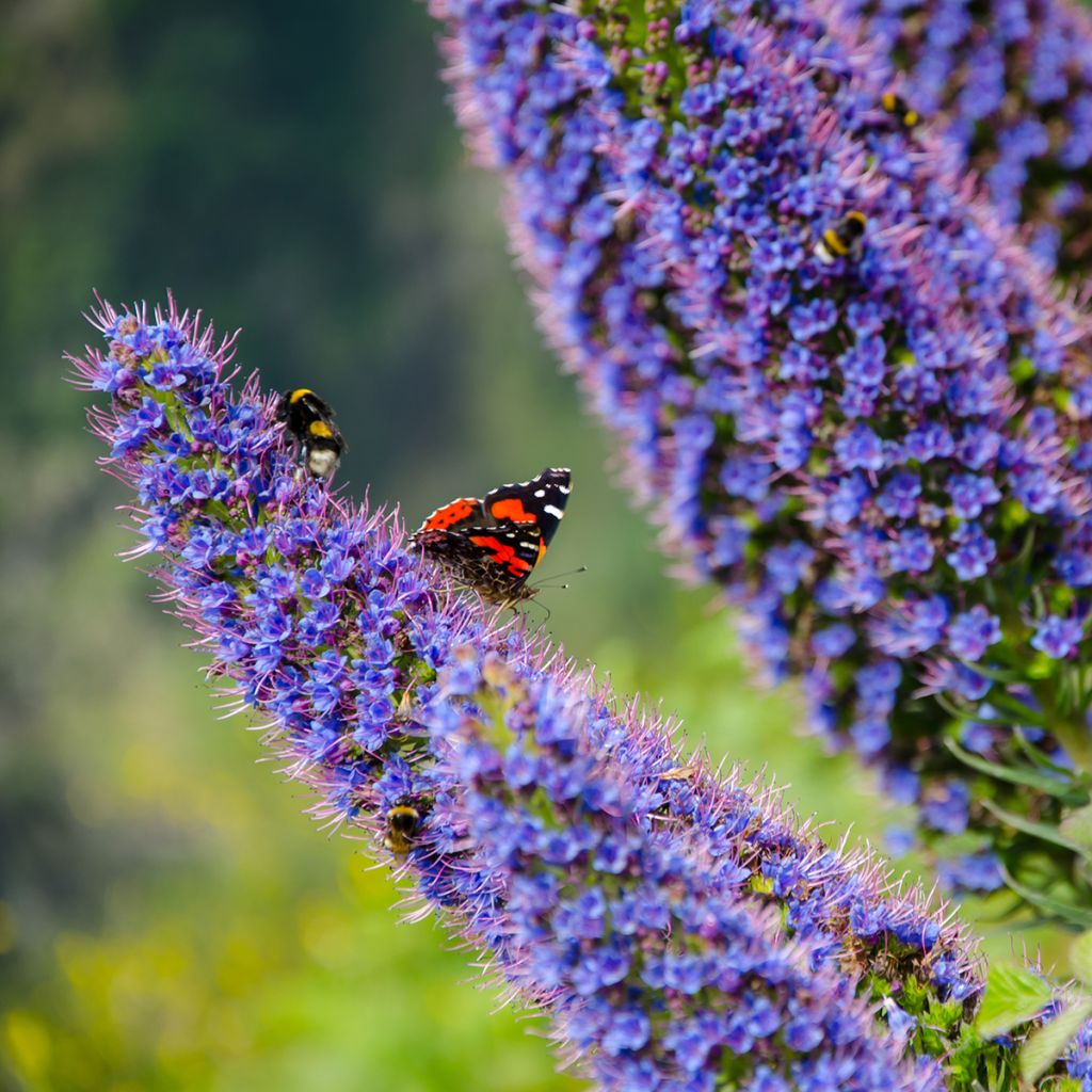 Harmaaneidonkieli - Echium candicans