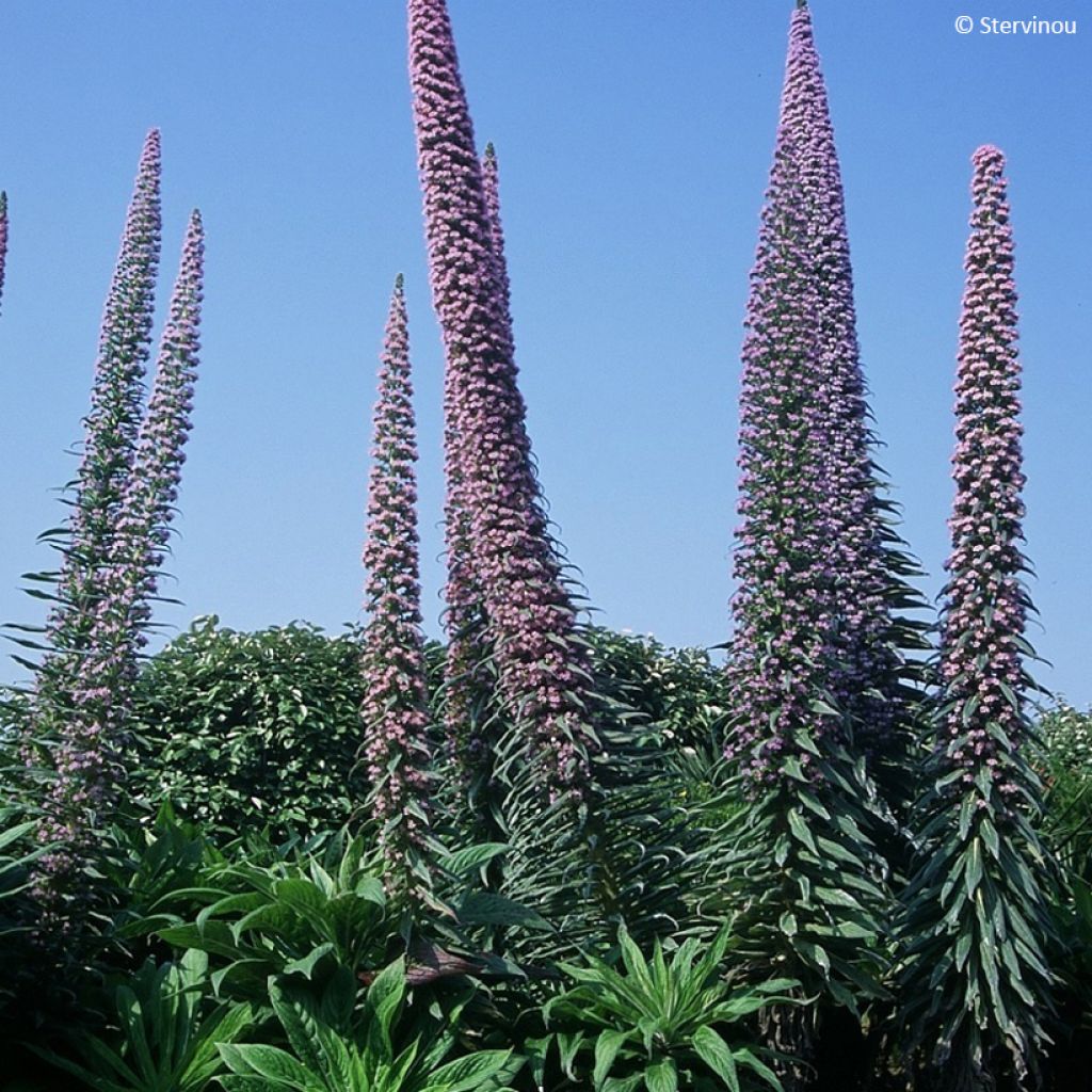 Huiskuneidonkieli - Echium pininana