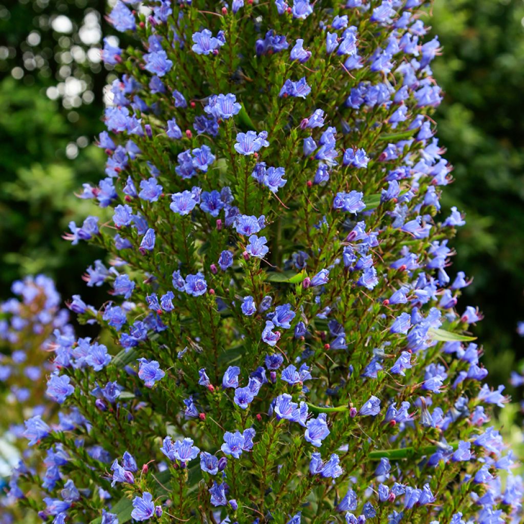 Huiskuneidonkieli (siemenet) - Echium pininana