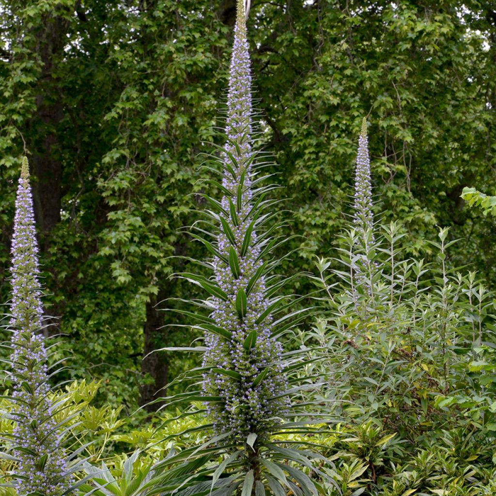 Huiskuneidonkieli (siemenet) - Echium pininana